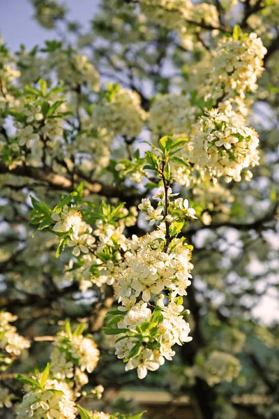 Árvore frutífera florescente — Fotografia de Stock