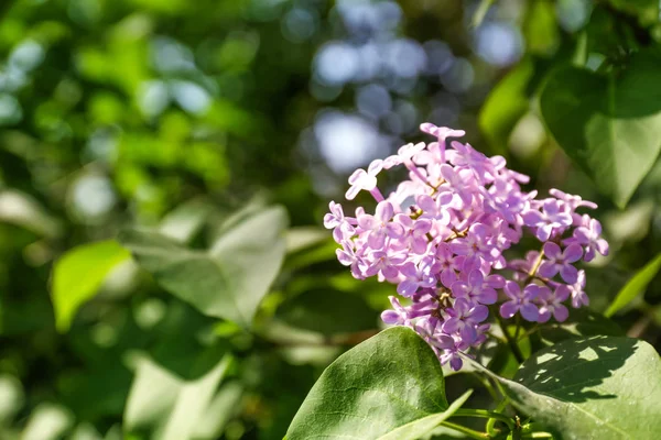 Bloeiende lila branch — Stockfoto