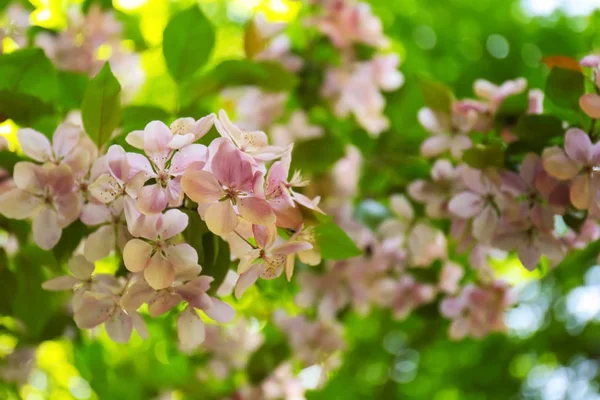 Tak met bloeiende bloemen — Stockfoto