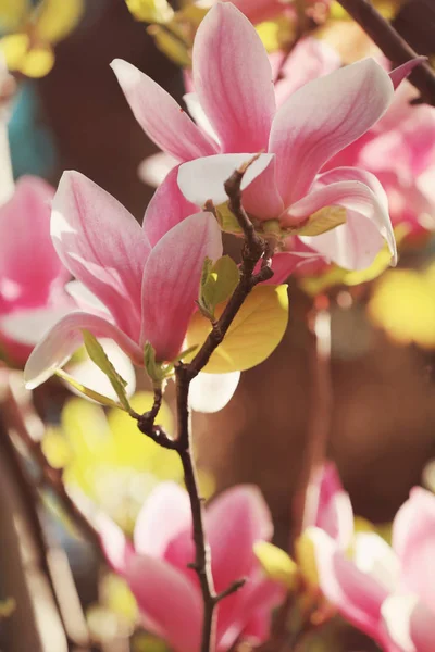Prachtige magnolia bloemen — Stockfoto