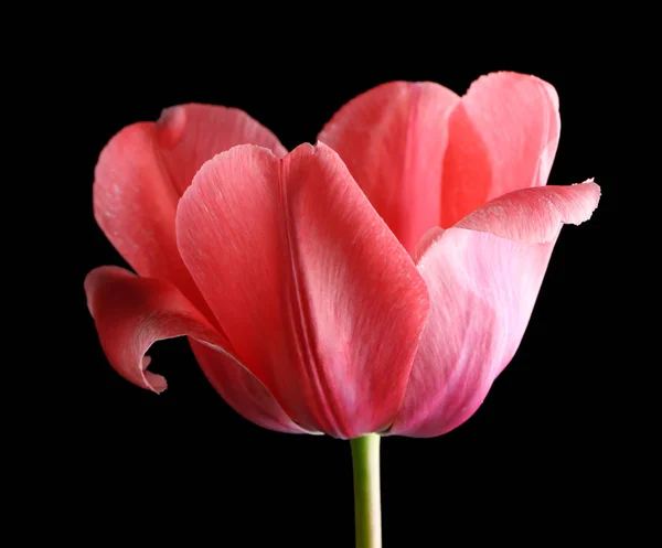 Linda flor de tulipa — Fotografia de Stock