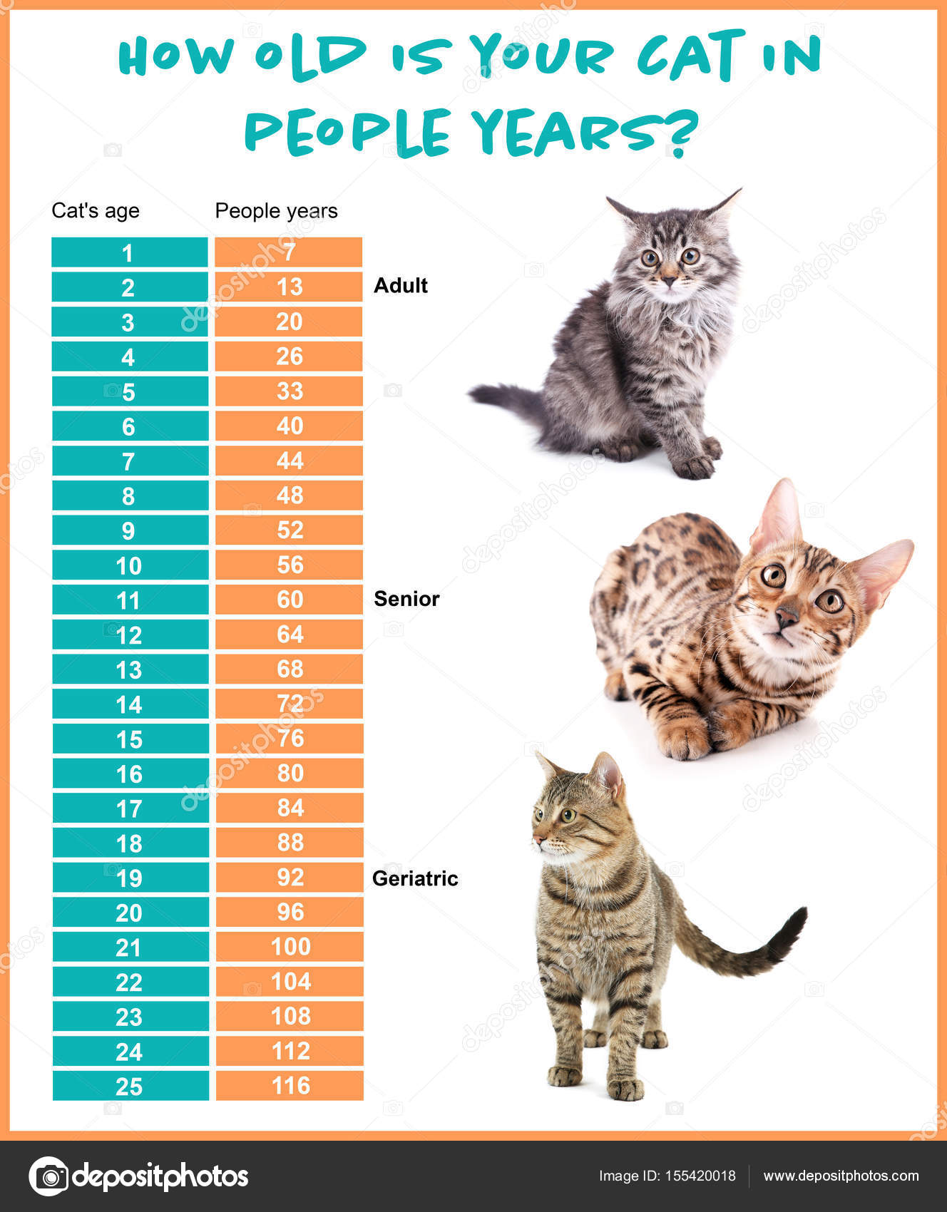 Cat Years To Human Years Chart