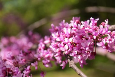 Çiçek açan çiçekler ile şube 