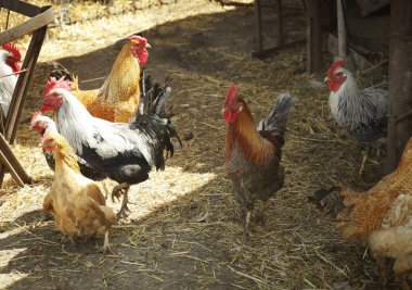 Tavuk ve horoz tavuk bahçesinde