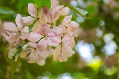 Çiçek açan çiçekler ile şube 
