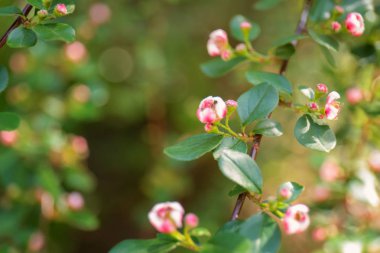 Çiçek açan çiçekler ile şube 