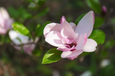 güzel bir çiçek açan çiçek 