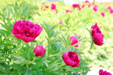 Bahar bahçe içinde güzel peonies
