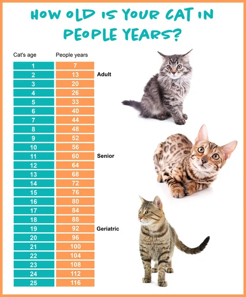 Tabla comparativa de gatos y años humanos — Foto de Stock