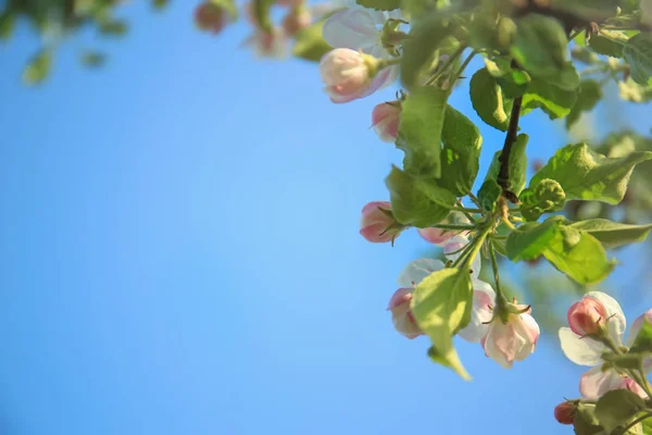 Bellissimo fiore di mela — Foto Stock