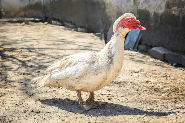 Eend in pluimvee werf — Stockfoto