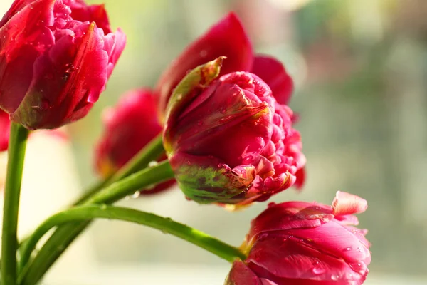 Lindas flores de tulipa — Fotografia de Stock