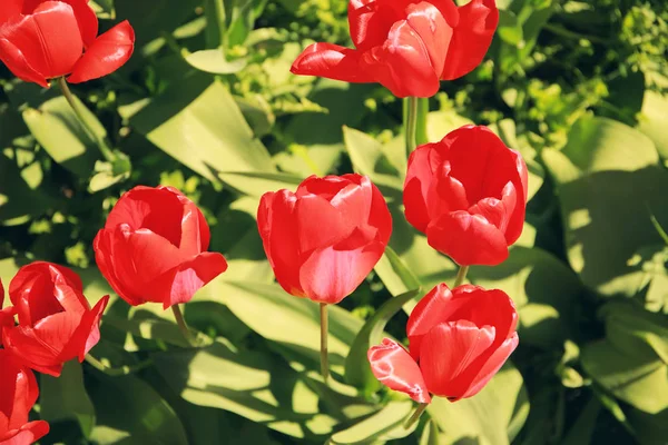 Tulipas de flor vermelha — Fotografia de Stock