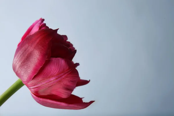 Beautiful tulip flower — Stock Photo, Image