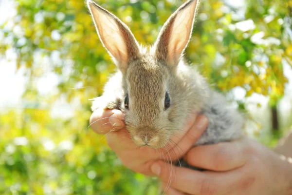 Carino piccolo coniglio — Foto Stock