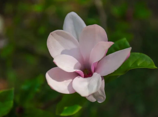 Schöne blühende Blume — Stockfoto