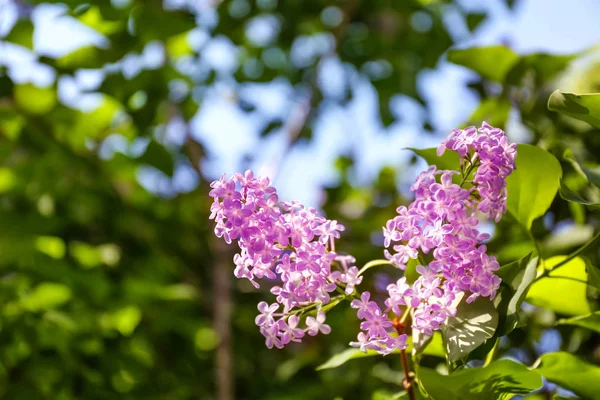 Bloeiende lila branch — Stockfoto