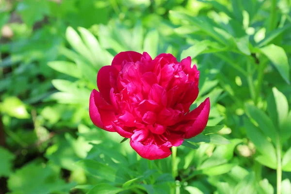 Bellissimo fiore di peonia in giardino — Foto Stock