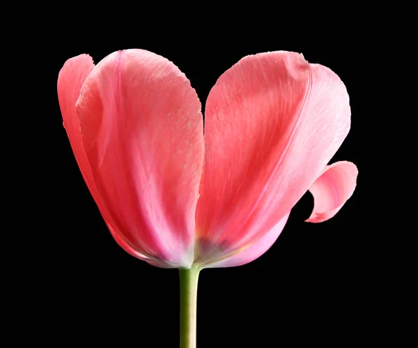 Красивый цветок тюльпан — стоковое фото
