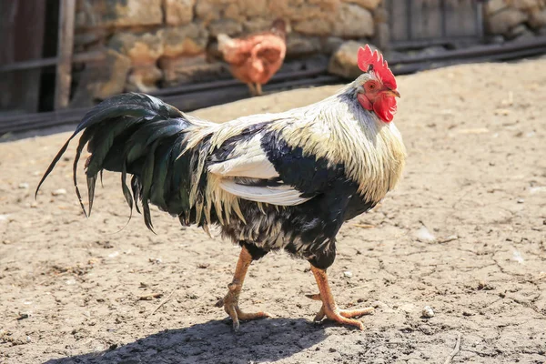 Doméstico galo no galinheiro — Fotografia de Stock