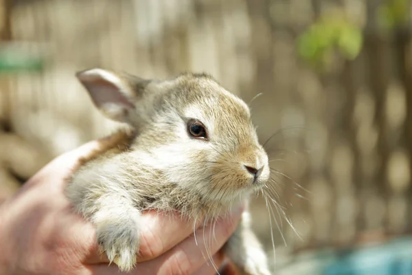 Sevimli küçük tavşan. — Stok fotoğraf