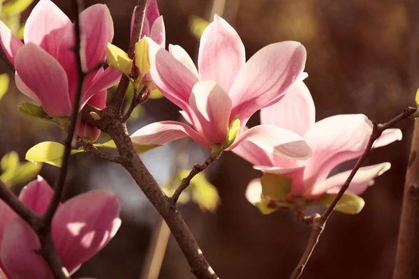 Kwiaty magnolia zaostrzona — Zdjęcie stockowe