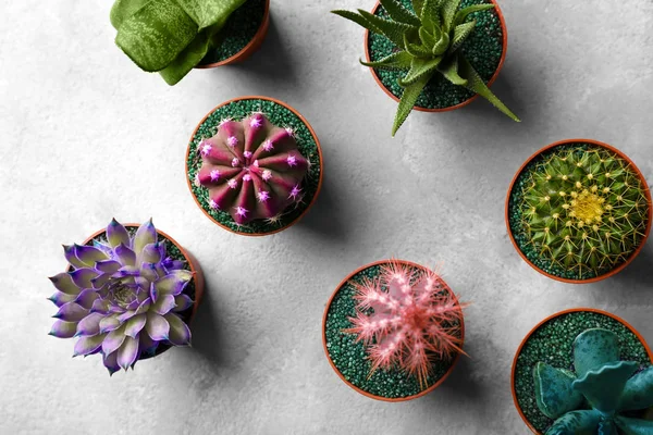 Tencere gri arka plan üzerinde güzel succulents — Stok fotoğraf