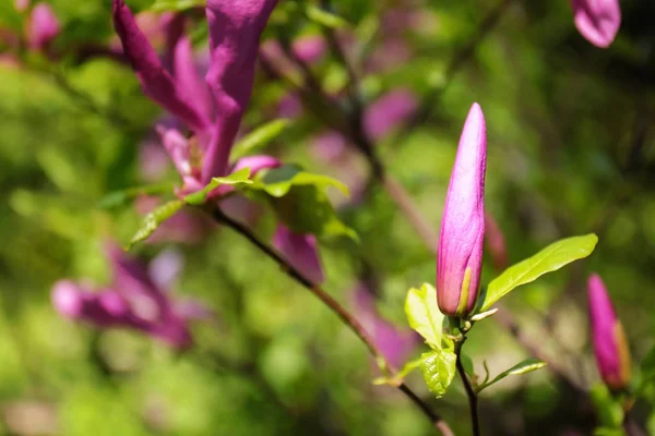 Knospe der rosa Blume — Stockfoto