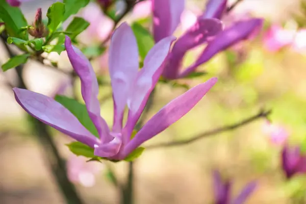 Schöne blühende Blume — Stockfoto