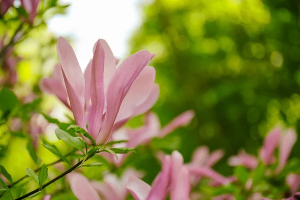 Schöne blühende Blume — Stockfoto