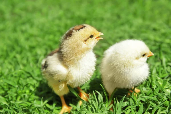 Two little chicks — Stock Photo, Image