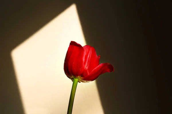 Frumoasa floare de lalele — Fotografie, imagine de stoc