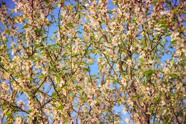 Bloeiende fruitboom — Stockfoto