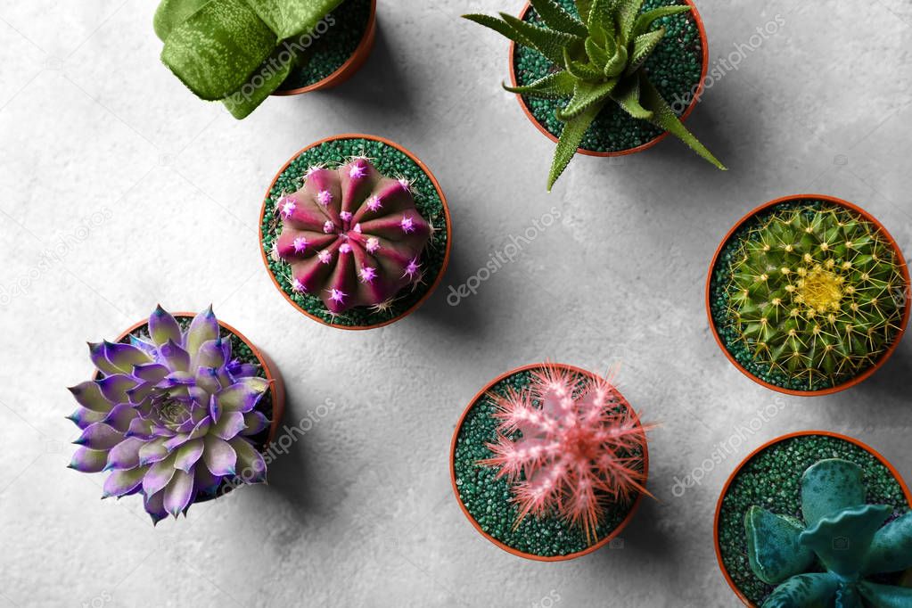 Beautiful succulents in pots on gray background