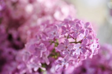 Eflatun çiçekler çok güzel 