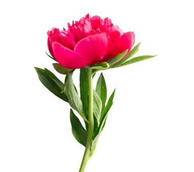 güzel Şakayık çiçeği