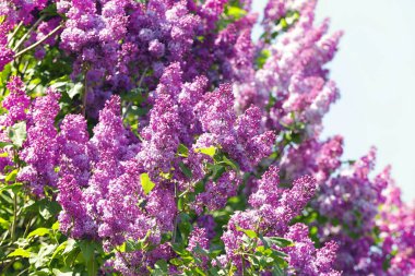 Güzel Eflatun bloom 