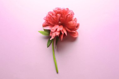 güzel Şakayık çiçeği