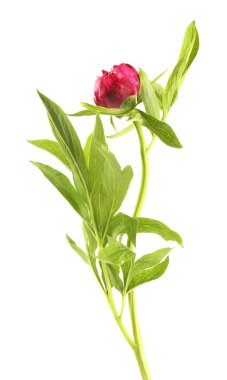 güzel Şakayık çiçeği