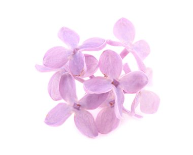 Eflatun çiçekler çok güzel 