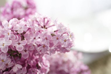 Güzel Eflatun bloom