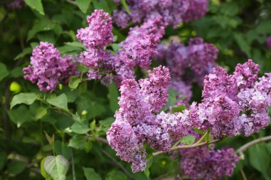 Güzel Eflatun bloom 