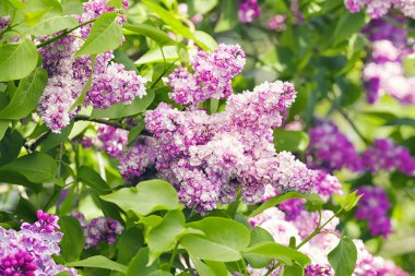 Güzel Eflatun bloom 