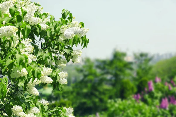 Beautiful lilac bloom — Stock Photo, Image