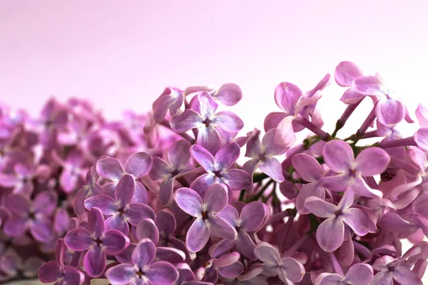 美丽的淡紫色花朵 — 图库照片