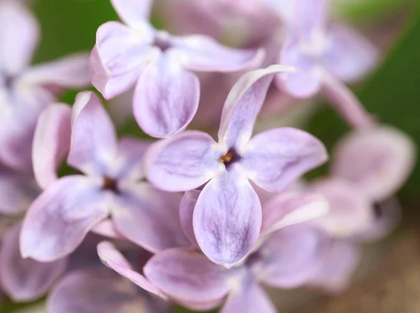 Beautiful lilac flowers — Stock Photo, Image