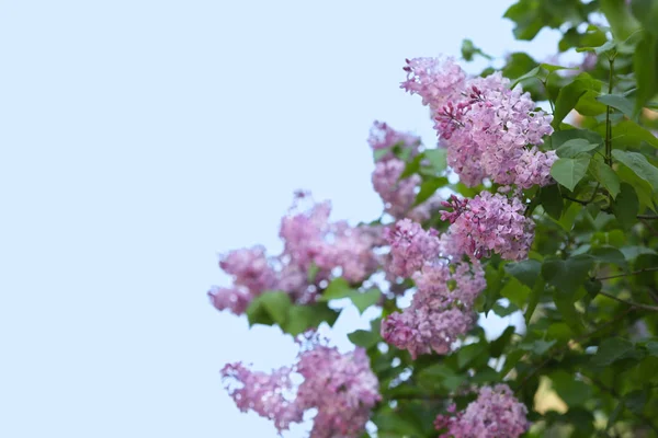 美丽的丁香花盛开 — 图库照片