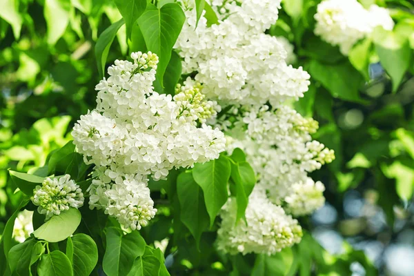 Schöne Fliederblüte — Stockfoto