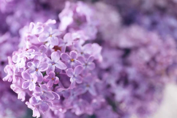 Bela flor lilás — Fotografia de Stock