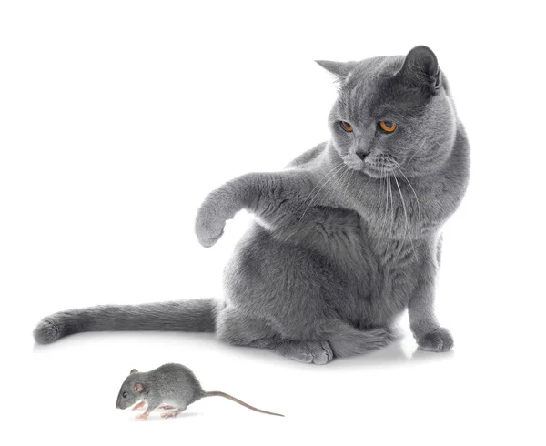 かわいい猫とマウス — ストック写真